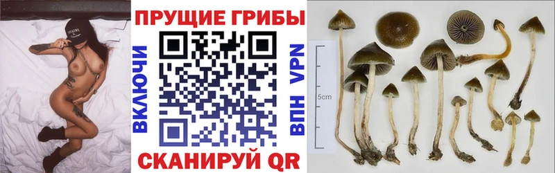 Галлюциногенные грибы Cubensis  Арамиль 